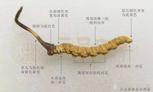 藿香清胃胶说明书图片-藿香清胃胶说明书网 - 为你提供藿香清胃胶说明书图片、藿香清胃胶作用和功效